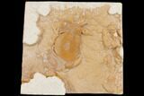 Fossil Crab (Potamon) Preserved in Travertine - Turkey #145052-2